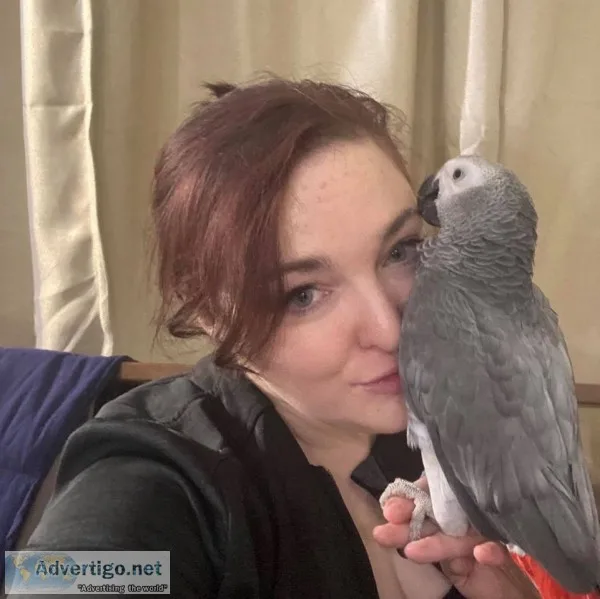 African grey birds
