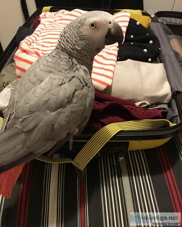 Male and female african parrots available