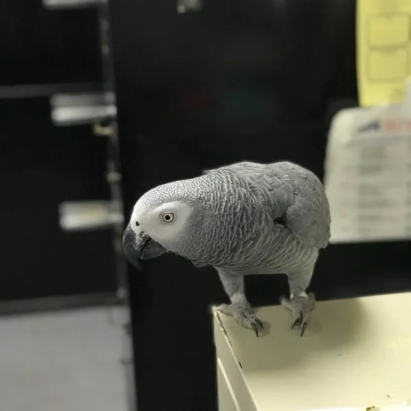 Male and female african parrots available