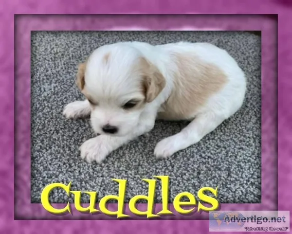 Cuddles Female Cavachon