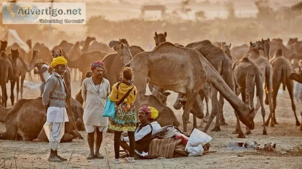 Pushkar Fair The Largest Cattle Fair in India