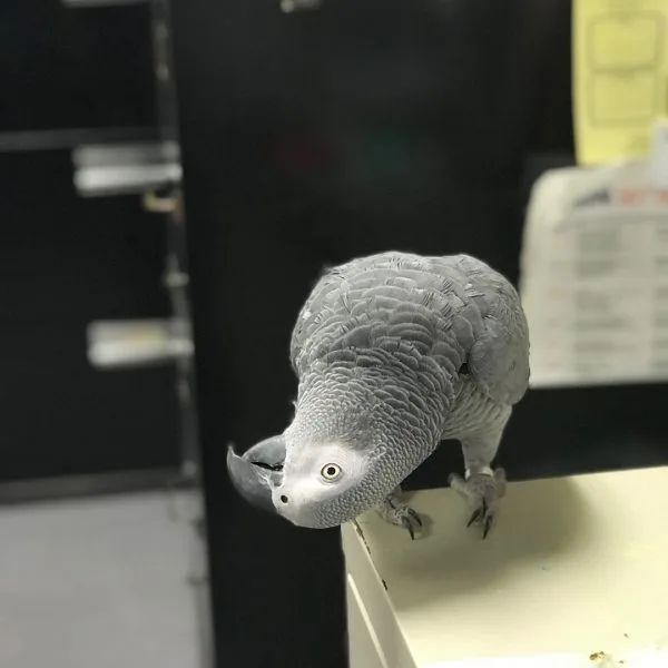 Male and female african parrots available