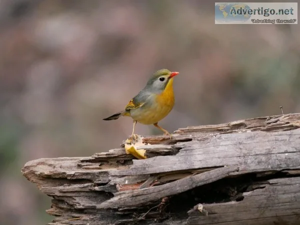 birding in pangot