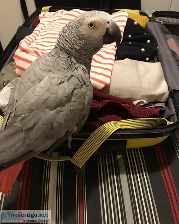 African grey birds