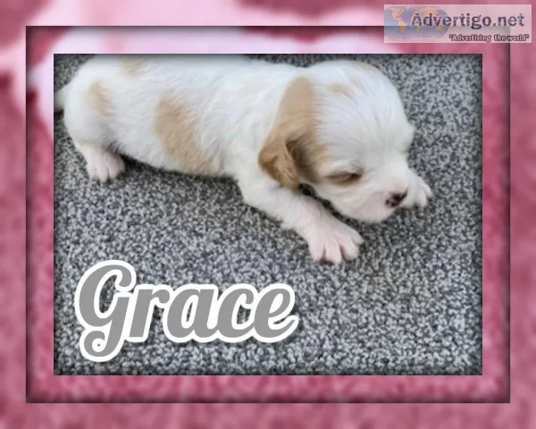 Grace Female Cavachon