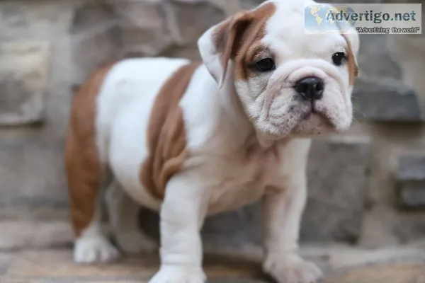 English bulldog puppies