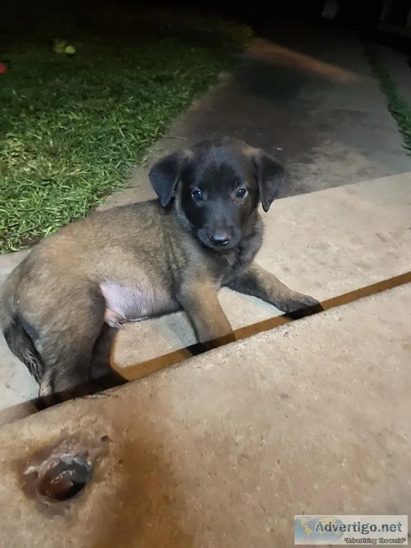 Belgian Shepherd Puppies