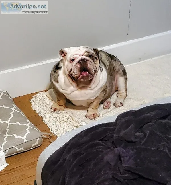 english bulldog