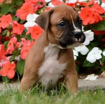Lovely boxer puppies for sale