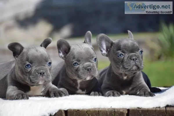 French bulldog puppies