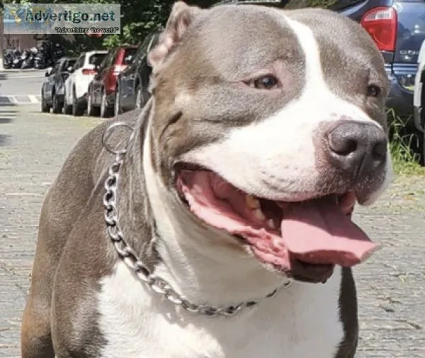 Ukc & abkc registered american bully available for stud - $1000