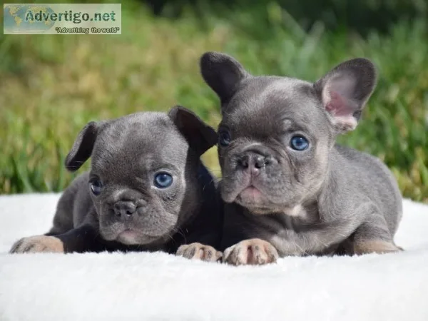 French bulldog puppies