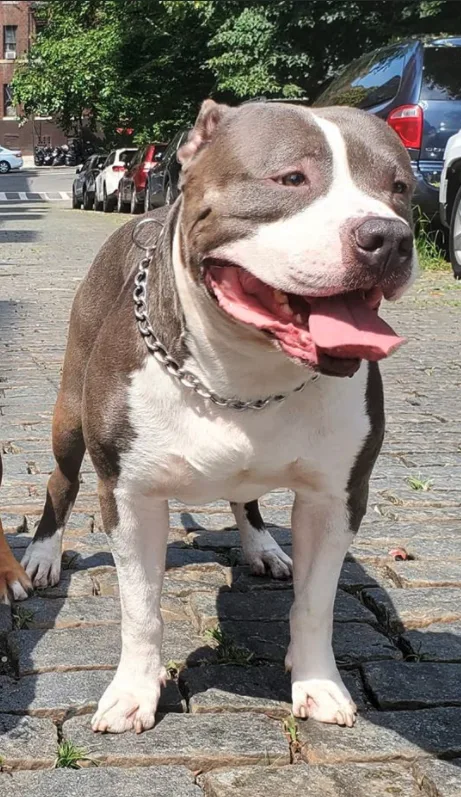 Ukc & abkc registered american bully available for stud - $1000
