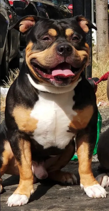 Ukc & abkc reg. black-tri american bully available for stud - $1