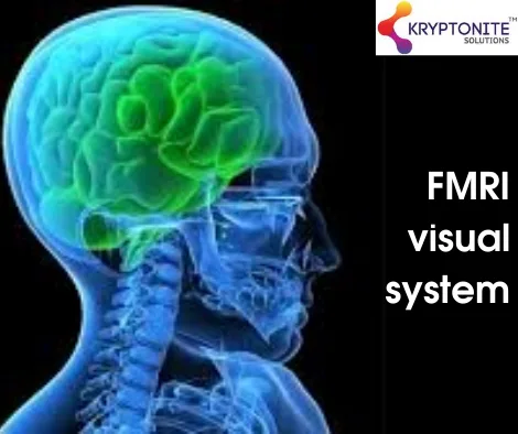 Fmri visual system