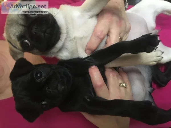 Pug puppys