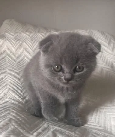 Adorable Scottish Fold Kittens