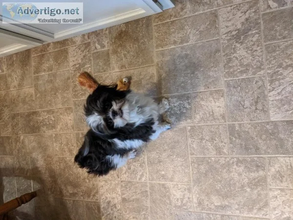 Yorkiepoo