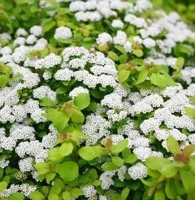 Purchase Glow Girl - Birchleaf Spirea - 2 Gallon