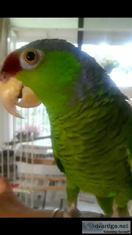 Lilac Crown Amazon Parrot