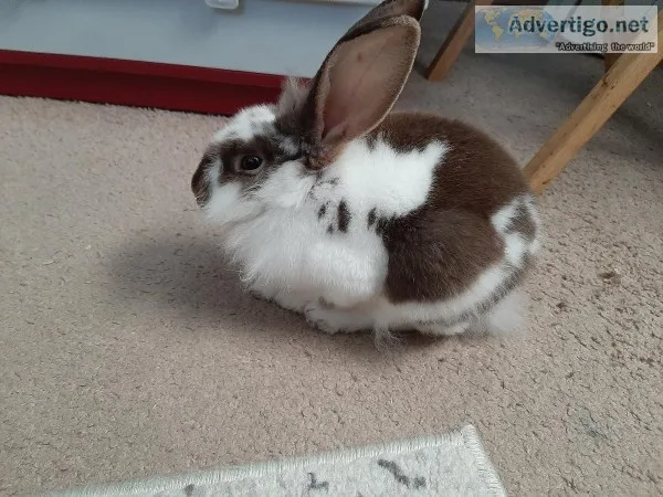 Friendly Bunny to Good Home