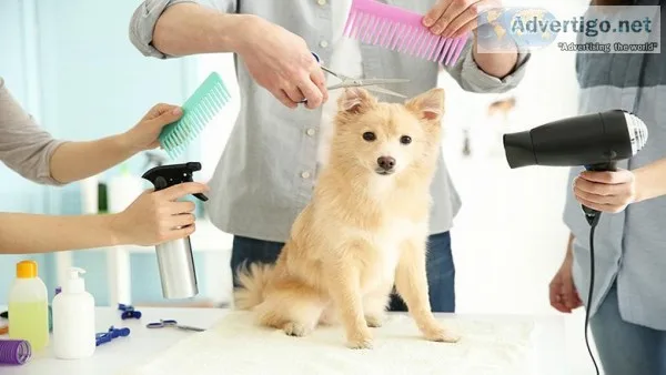 Dog Parlours At Home in Chennai - Best Dog Grooming Salon At Hom