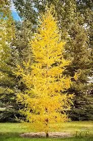 Cheap and Perfect Trees for SaleTrees For Less Ltd