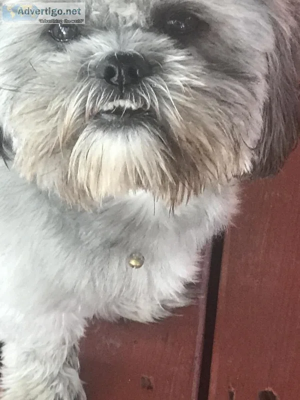 Poodleshih tzu mix