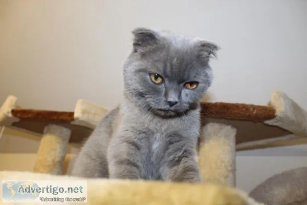Family Scottish Fold Kittens