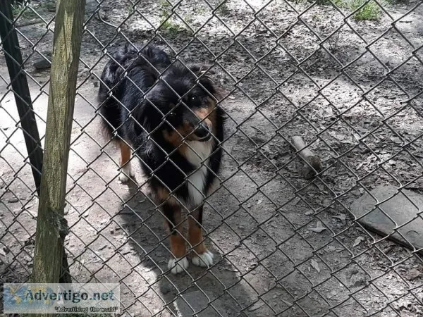 Australian Shepherd dog for sale