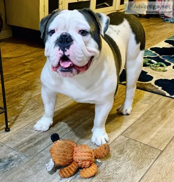 Bull Dog