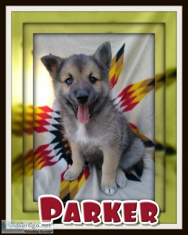 Parker Male Pomsky