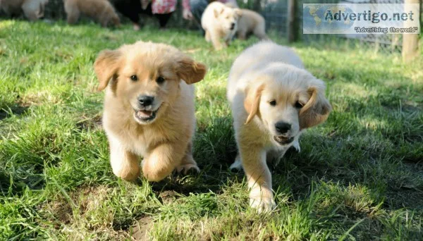 Home raised beautiful golden retriever puppies