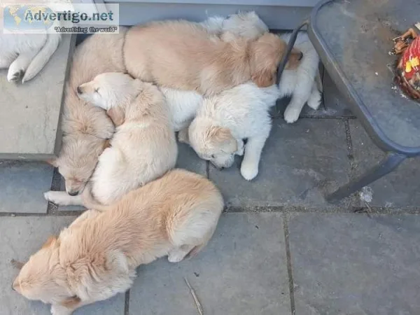 Home raised beautiful golden retriever puppies