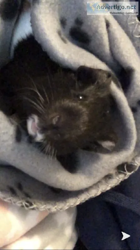 Guinea pig for sale