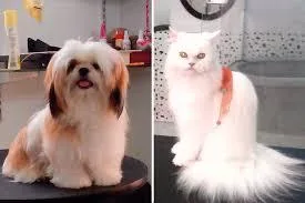 Cat Grooming in Chennai - Best Cat Groomer At Door Step in Chenn