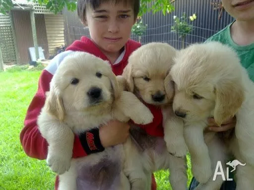Home raised beautiful golden retriever puppies