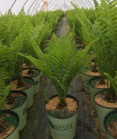 Order Matteuccia struthiopteris Ostrich Fern - 2 Gallon Pot