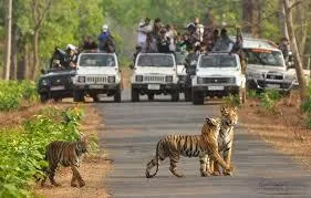 The Grand Golden Ranthambore With Couple.