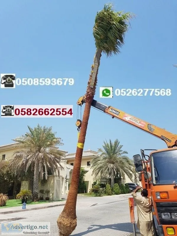 Palm tree sale and home delivery in uae 0526277568