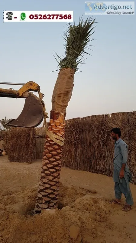 Palm tree sale and home delivery in uae 0526277568