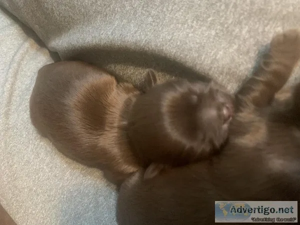 Full Blood Shih Tzu Standard Size