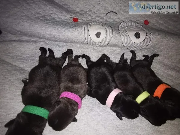 Pug puppy