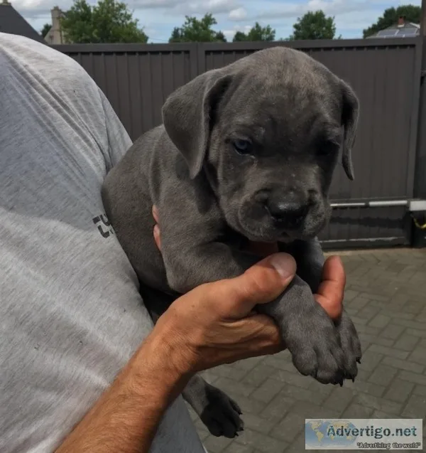 Gorgeous Cane corso pups