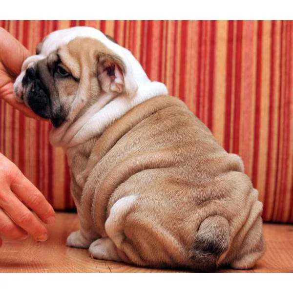 English bull dog for sale