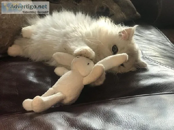 Stunning Pedigree Persian kittens