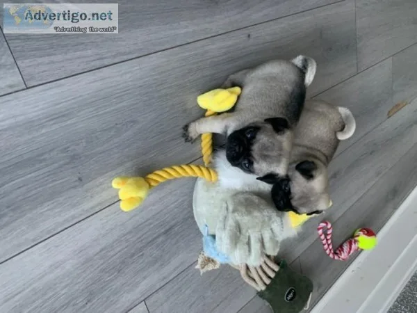 Kennel Club Pedigree Male Pug