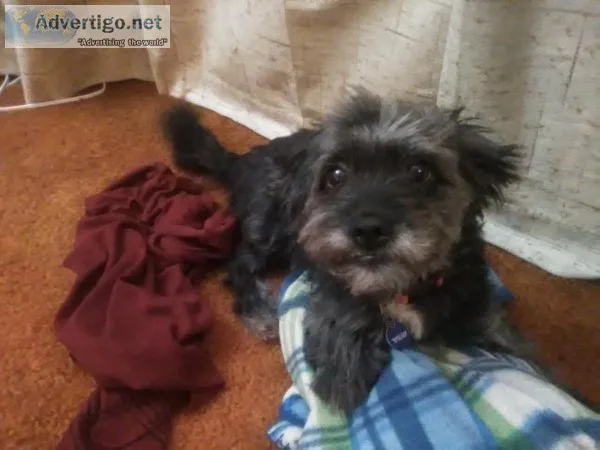 Dog Rescued Certified Trainer  Animal Behaviorist