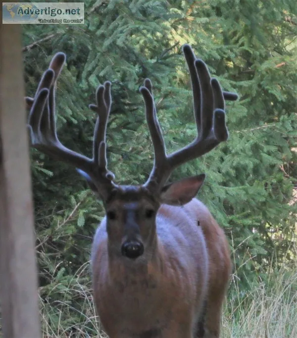 Whitetail Deer Hunt