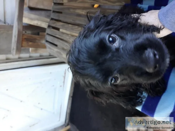 Cocker spaniel
